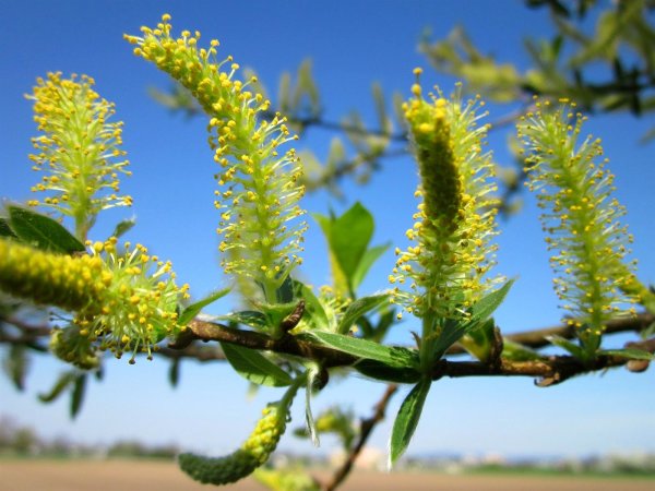 Silberweide männlich Salix alba Belders