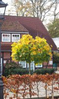 Kugelahorn - Acer platanoides Globosum