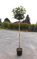 Kugelahorn - Acer platanoides Globosum