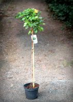 Kugelahorn - Acer platanoides Globosum Stämmchen, 80...