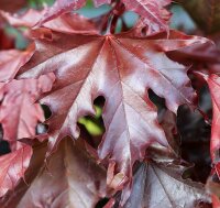 Blutahorn Roter Kugelahorn Acer platanoides Crimson Sentry  Stämmchen, Stammhöhe 80 cm, Zierstamm im 5 Liter Container