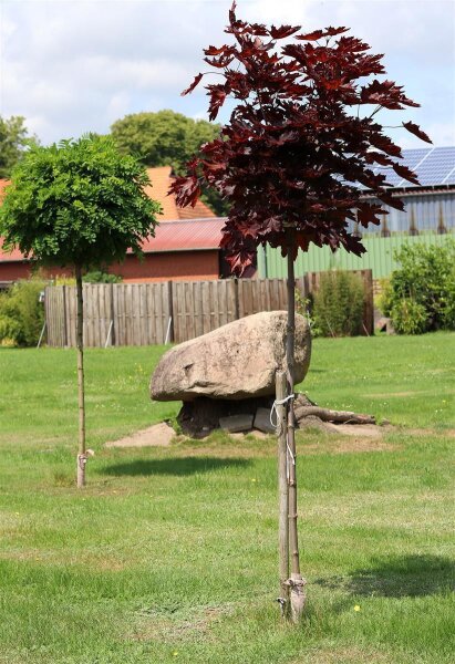 Blutahorn Roter Kugelahorn Acer platanoides Crimson Sentry  Hochstamm, Stammhöhe 220 cm, Stammumfang 10-12 cm im 25-Liter Container