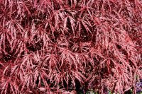 Dunkelroter Schlitzahorn - Acer palmatum Dissectum Garnet...