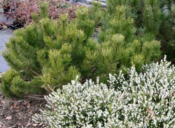 Zwergkiefer Pinus mugo pumilio 15-20 cm breit, im 2 Liter Container