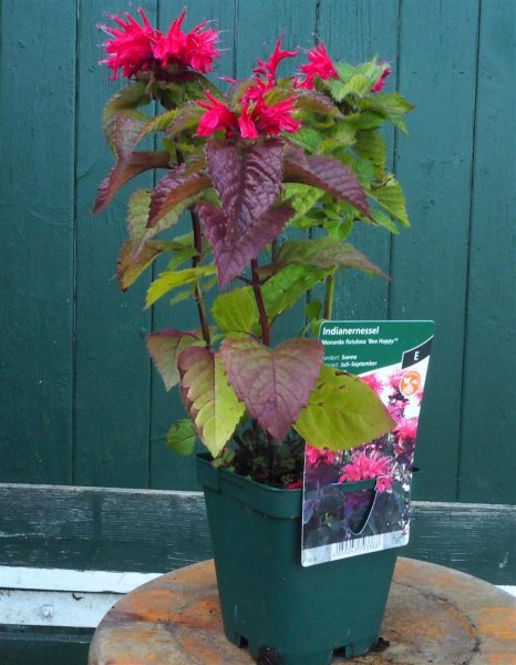Indianernessel Bee Happy ® - Monarda Sugar Buzz