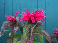 Indianernessel - Monarda Sugar Buzz Bee Happy &reg;