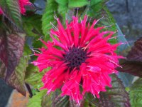 Indianernessel Bee Happy ® - Monarda Sugar Buzz