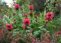 Indianernessel - Monarda Sugar Buzz Bee Happy ®  Staude im 1-Liter Topf