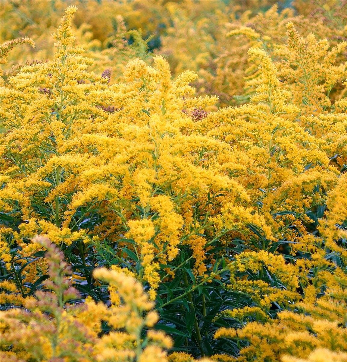 Goldrute Strahlenkrone Crown Of Rays Prachtgoldrute Solidag goldrute-strahlenkrone-crown-of-rays-prachtgoldrute-solidag