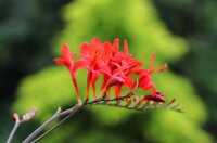 Montbretie - Gartenmontbretie Crocosmia x crocosmiflora Lucifer Staude in 1 Liter Topf