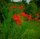 Montbretie - Gartenmontbretie Crocosmia x crocosmiflora Lucifer Staude in 1 Liter Topf