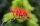 Montbretie - Gartenmontbretie Crocosmia x crocosmiflora Lucifer Staude in 1 Liter Topf