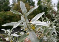 Silberölweide Zempin Elaeagnus commutata 100-150 cm, Strauch im 7,5 Liter Container