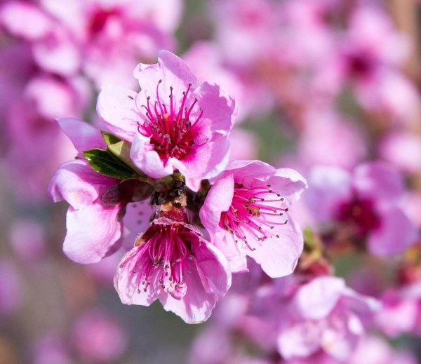 Pfirsichbaum Rekord von Alfter Prunus persica