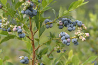 Heidelbeere Blaubeere -Vaccinium myrtillus Bluecrop