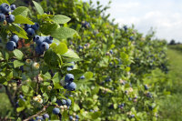 Heidelbeere Blaubeere -Vaccinium myrtillus Heerma