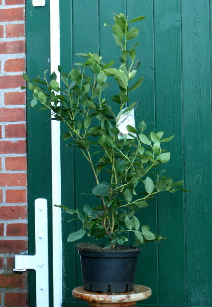 Vaccinium myrtillus Heidelbeere Blaubeere  Heerma 30-40 cm. im 3-Liter Container
