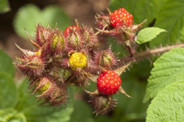 Weinbeere - Rubus phoenicolasius - Japanische Weinbeere 40-60 cm im Container