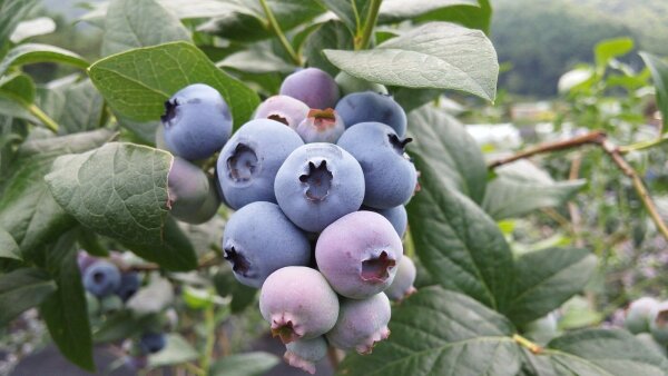 Heidelbeere Elisabeth Blaubeere Vaccinium corymbosum 30-40 cm, im 3-Liter Container