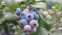 Heidelbeere Elisabeth Vaccinium corymbosum 40-60 cm, im...