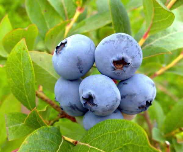 Heidelbeere Blaubeere Vaccinium corymbosum Berkeley