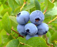 Heidelbeere Blaubeere Vaccinium corymbosum Berkeley...