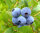 Heidelbeere Blaubeere Vaccinium corymbosum Berkeley  60-80 cm, im 7,5-Liter Container