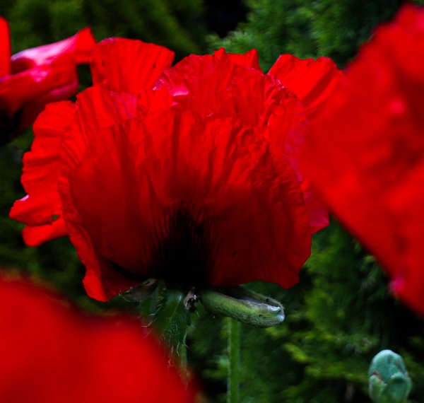 Mohn Beauty of Livermere Ziermohn Papaver orientale