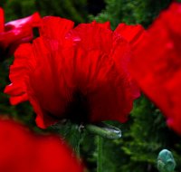 Mohn Beauty of Livermere Ziermohn Papaver orientale