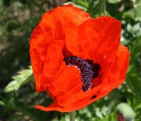 Mohn Beauty of Livermere Ziermohn Papaver orientale