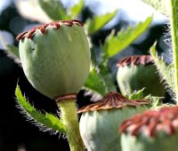 Mohn Beauty of Livermere Ziermohn Papaver orientale