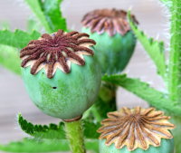 Mohn Beauty of Livermere Ziermohn Papaver orientale