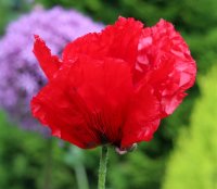 Mohn Beauty of Livermere Ziermohn Papaver orientale