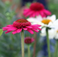 Scheinsonnenhut - Echinacea purpurea Delicious Candy