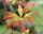 Feuerahorn -  Acer ginnala - tataricum 100-150 cm, Strauch im 7,5 Liter Container