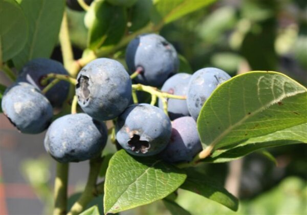 Heidelbeere Hardyblue Blaubeere Vaccinium corymbosum Hardyblue