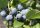 Heidelbeere Hardyblue Blaubeere Vaccinium corymbosum Hardyblue
