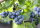 Heidelbeere Blaubeere - Vaccinium corymbosum Goldtraube