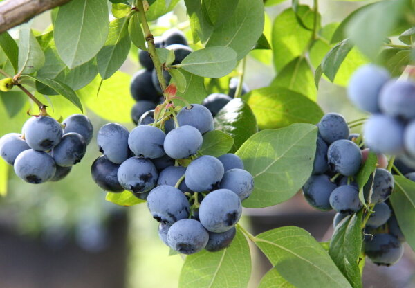 Heidelbeere  Goldtraube Blaubeere - Vaccinium corymbosum Goldtraube 60-80 cm im 7,5-Liter Container