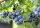 Heidelbeere  Goldtraube Blaubeere - Vaccinium corymbosum Goldtraube 60-80 cm im 7,5-Liter Container
