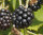 Himbeere Rubus idaeus Black Jewel