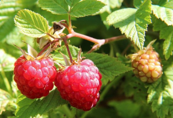 Himbeere - Rubus idaeus Willamette