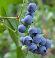 Heidelbeere  Northland Blaubeere - Vaccinium corymbosum...