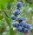 Heidelbeere Blaubeere - Vaccinium corymbosum Northland