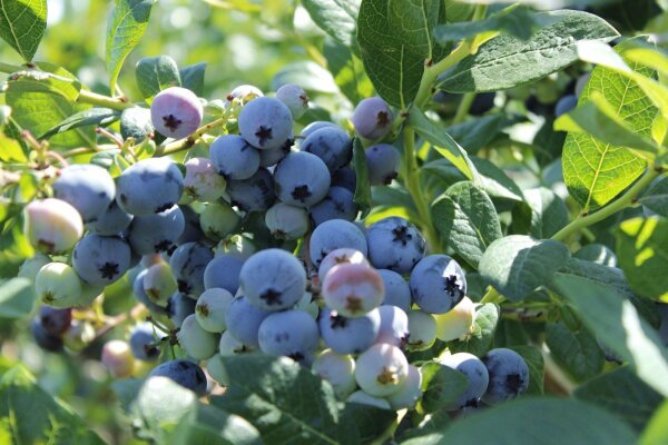 Heidelbeere Jersey  Blaubeere - Vaccinium corymbosum Jersey 30-40 cm im 3-Liter Container