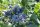 Heidelbeere Jersey  Blaubeere - Vaccinium corymbosum Jersey 30-40 cm im 3-Liter Container