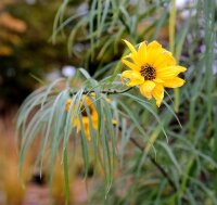 Weidenblättrige Sonnenblume - Helianthus salicifolius Staude im 1 Liter Topf