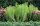 Weidenblättrige Sonnenblume - Helianthus salicifolius Staude im 1 Liter Topf