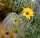 Weidenblättrige Sonnenblume - Helianthus salicifolius Staude im 1 Liter Topf
