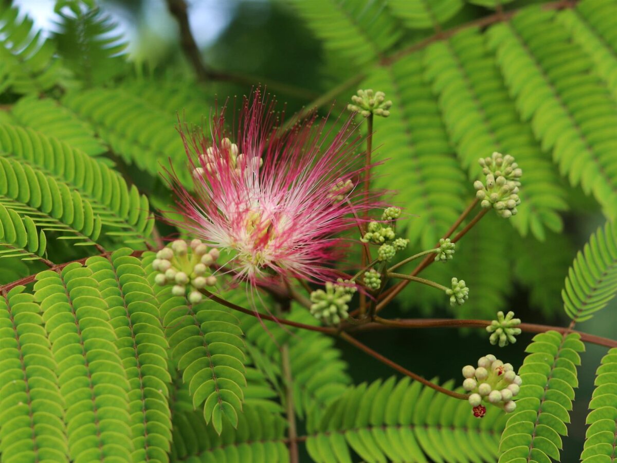 Seidenbaum Schlafbaum Seidenfadenakzie Albizia Julibrissin 51 95 seidenbaum-schlafbaum-seidenfadenakzie-albizia-julibrissin-51-95